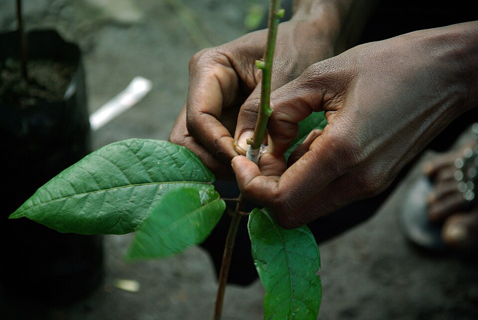 Photo taken by Irene Scott for AusAID. Source: Wikimedia Commons