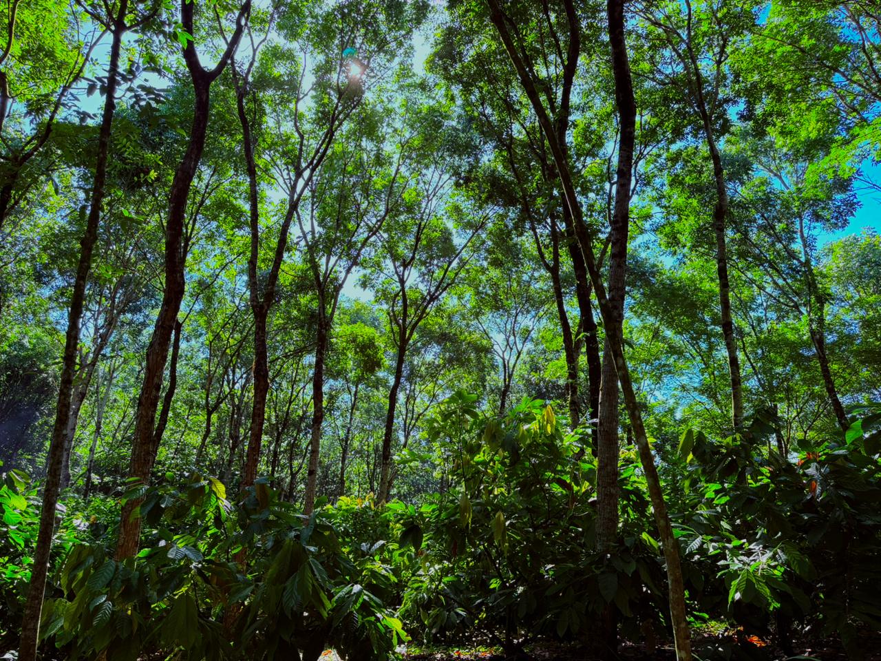 Cacao Gets Made in the Shade. Here's Why that Matters