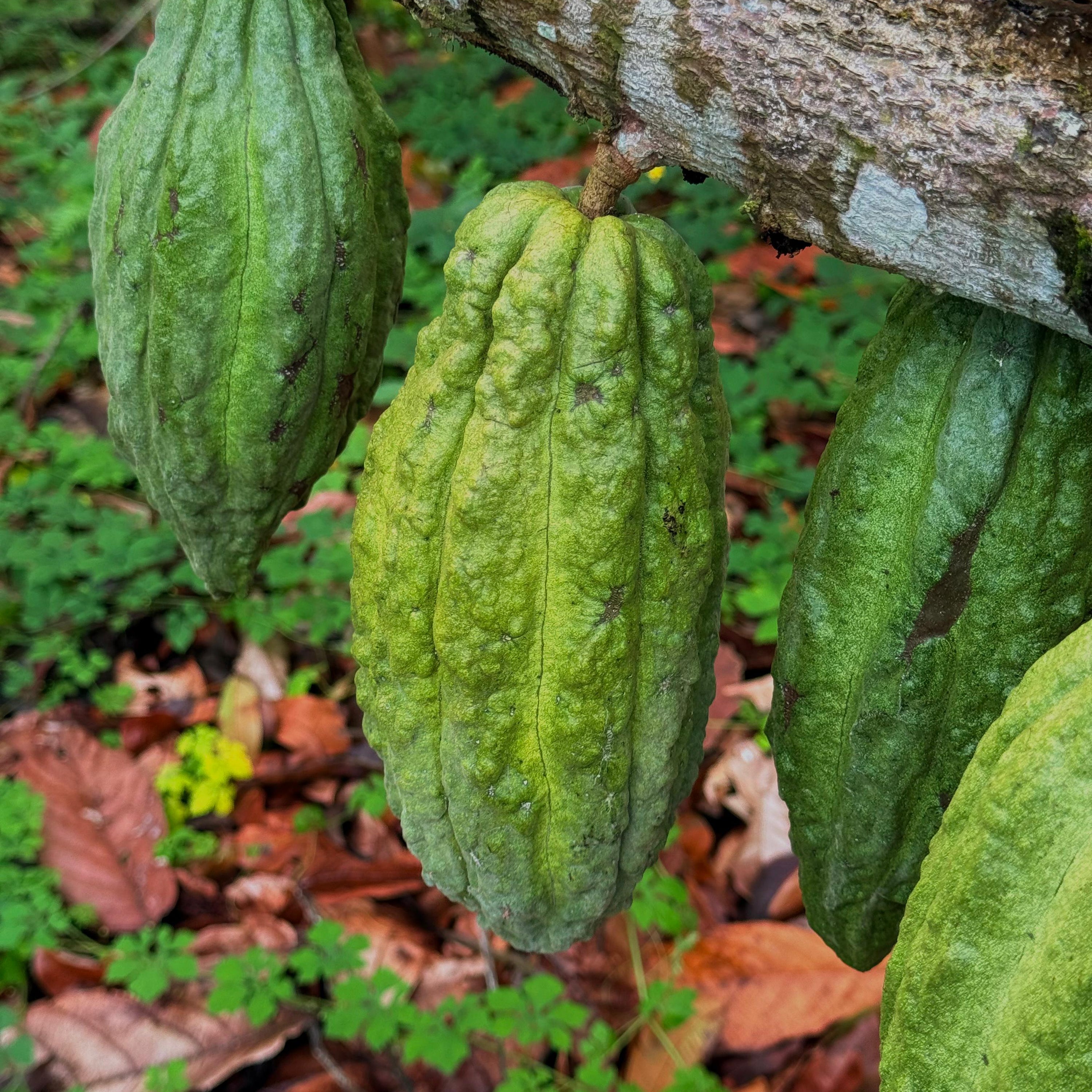 Green cacao pods hanging from a tree branch with a natural background of leaves and branches.