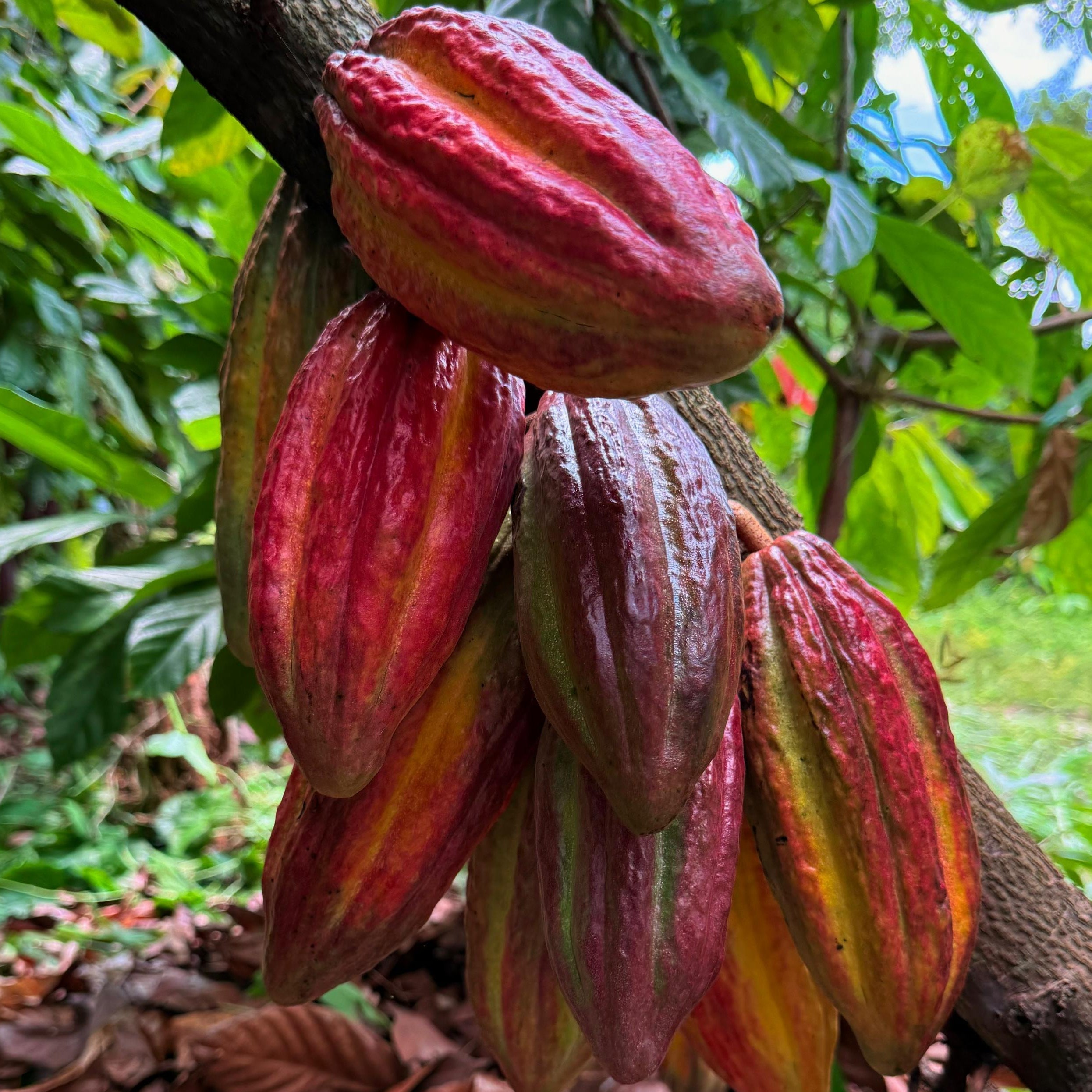 Red cacao fruits hanging from a tree branch in a natural setting.